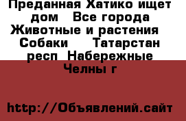 Преданная Хатико ищет дом - Все города Животные и растения » Собаки   . Татарстан респ.,Набережные Челны г.